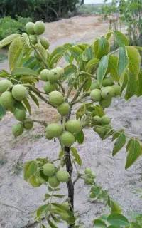 گردو خوشه ای پربار محصول زیاد
