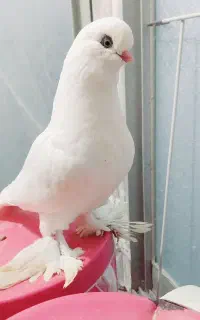 یک عدد کبوتر لانگ فیس سفید درجه یک
