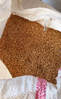 گندم ریجاب