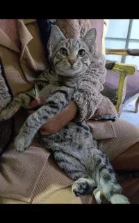 واگذاری گربه باهوش