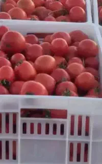 گوجه‌فرنگی ربی بازاری