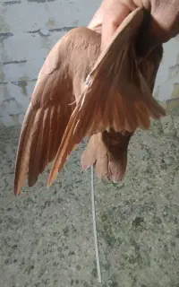 کبوترپرنده