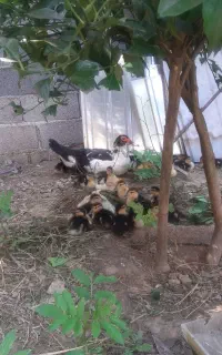 فروش جوجه اردک خارجی