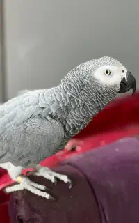 کاسکو