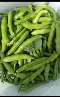 باقلا محلی. چرام