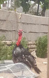 بقلمون