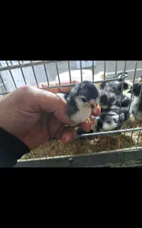 جوجه گلین اصل