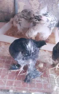 جوجه سلطان ولهستانی 3ماهه وچهارماهه