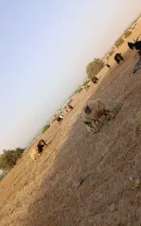 دو عدد کره ماده سالم و سرحال حال