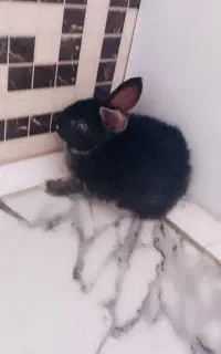 بچه خرگوش لپدار بامزه