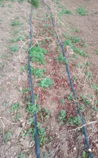 فروش نهال انگور پیکامی ریشه دار در زاوه