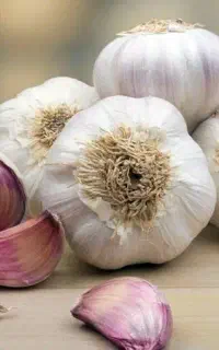 سیر بذری حبه شده