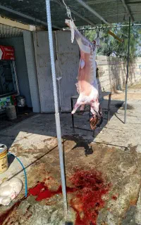 گوشت کهره بره کلر جیگر کله