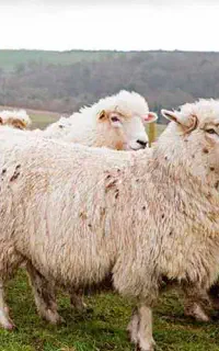 گوسفندنژاد اسممو.. عذاداری