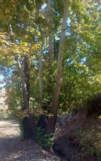 خریدار انواع چوب ودرخت