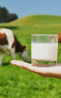شیر تازه گاو