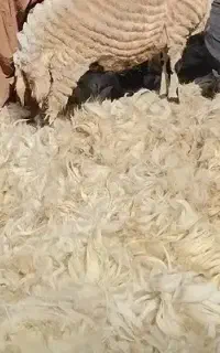 پشم‌گوسفندی‌