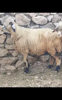میش درجه و غوچ تخمی .