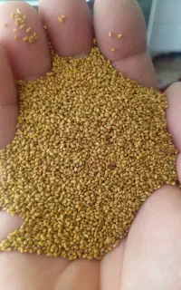 تخمه قره یونجه اصل