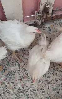 جوجه