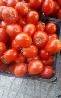 گوجه فرنگی درجه یک سبدی کیلویی ۵۰تومن