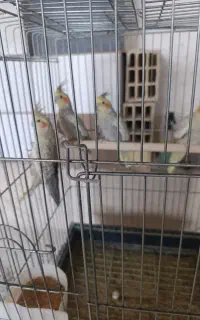 دوجفت عروس هلندی گلباقلایی