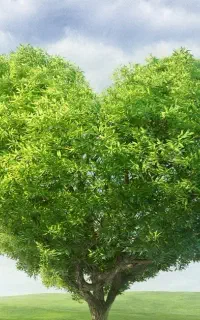 اولین نمایندگی کود ارگانیک
