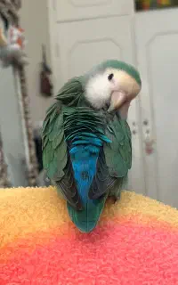 پسته گمشده، لطفاً کمک کنید برگرده