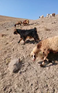 بز چاق کشتاری