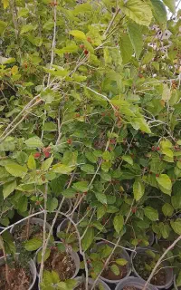 انواع نهال انگور