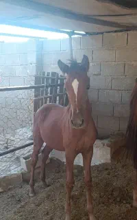 فروش مادیون  آبستن و کره عرب مصری