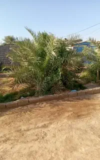 خوشه بری وهرکاری دیگه