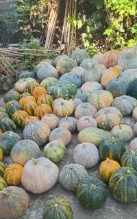 کدو حلوایی تازه محصول