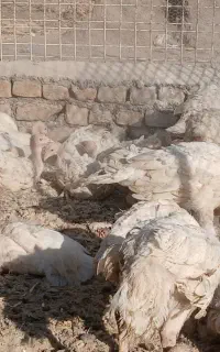 بوقلمون بیوتی ۲ماهه خوراک محلی