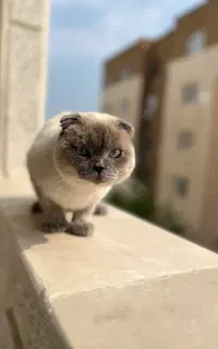 گربه نر اسکاتیش فولد نژاد خالص