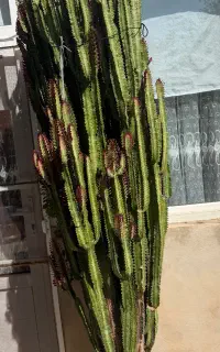 گل کاکتوس لوکس