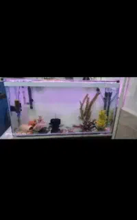 اکواریوم رایگان ماهی فیلترسطلی بخاری پمپ هوا تصوی