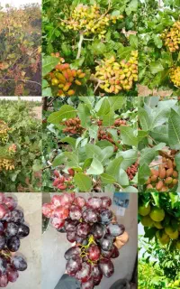 کود تقویت‌کننده مخصوص باغات پسته و...