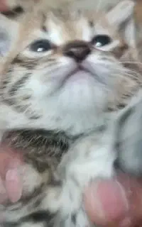 گربه