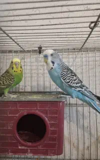 مرغ عشق روی تخم