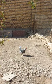 مرغ وخروس گلین