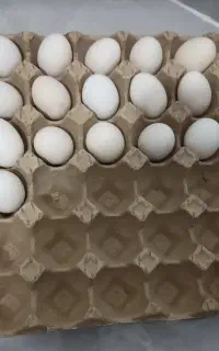 تخم مرغ گلین نطفه دار