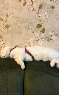 پرشین کلاسیک بالغ