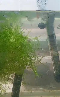 ماهی گوپی و لوازم آکواریم وقلم پتوس واستخوان