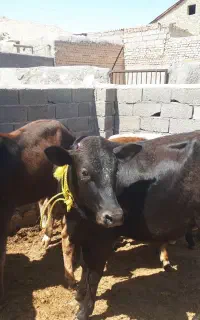 گوساله دورگ محلی نروماده هلیشتاین