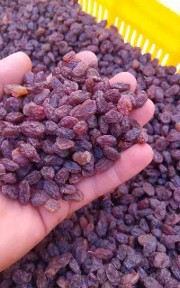 کشمش آفتابی