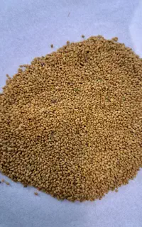 بذر یونجه همدانی