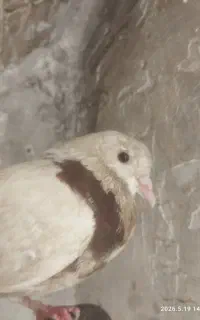 کبوتر
