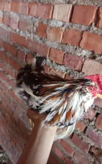 سه عدد خروس گلین یکی محلی