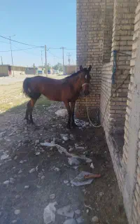 مادیون